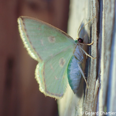 Comostola meritaria
