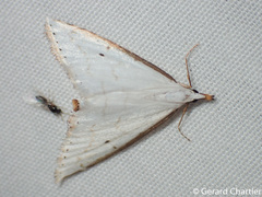 Ramila