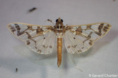 Polythlipta