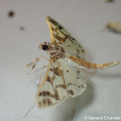 Polythlipta