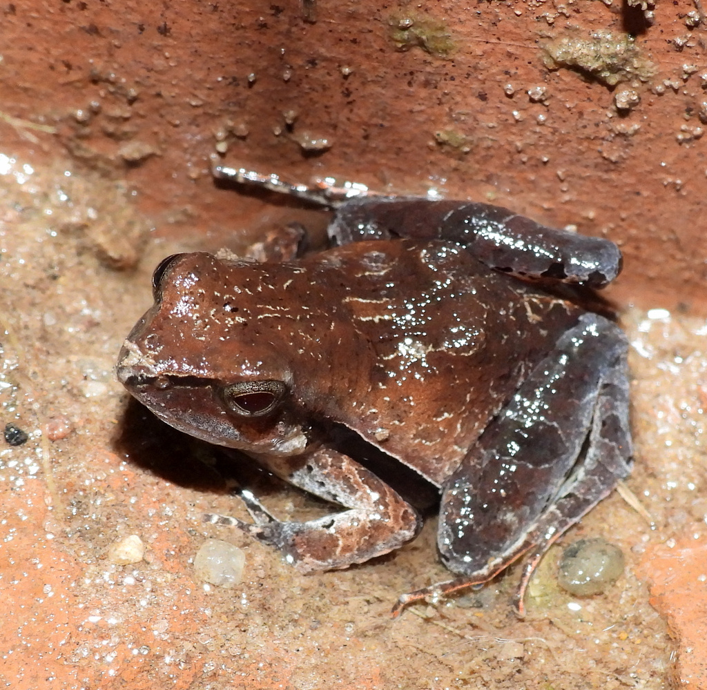 Steindachner’s Dwarf Frog