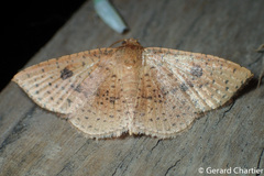 Striglina duplicifimbria