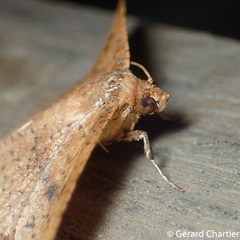 Striglina duplicifimbria