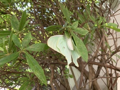 Actias
