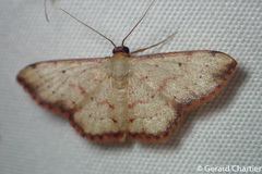 Idaea craspedota