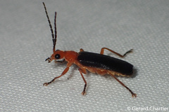 Asiosilis