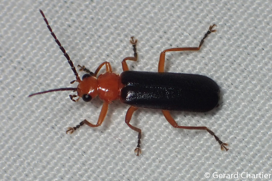 Asiosilis