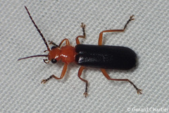 Asiosilis