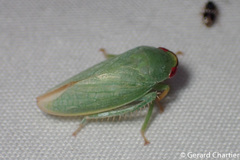 Krisnini