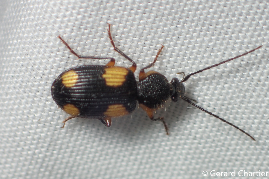 Adischissus