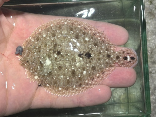 Spottail flounder (Bothus robinsi) — Bothidae — 2