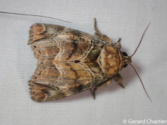 Antitrisuloides catocalina