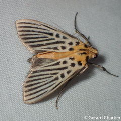 Tyspanodes hypsalis