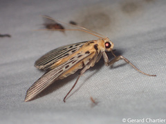 Tyspanodes hypsalis