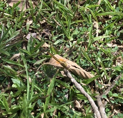 Crocothemis servilia