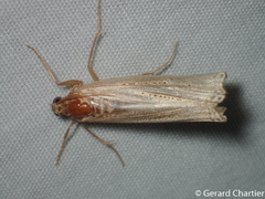 Ancylolomia
