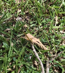 Crocothemis servilia