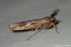 Chrysoscota cotriangulata