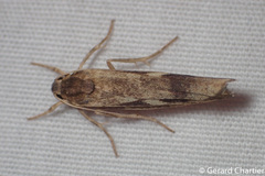 Chrysoscota cotriangulata