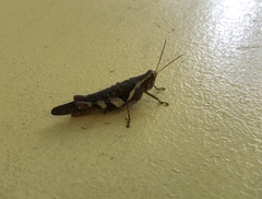 Orthoptera