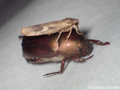 Chrysoscota cotriangulata