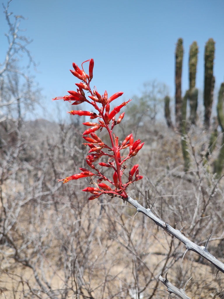 Adam's tree from Los Cabos, BCS, Mexico on April 11, 2025 at 12:04 PM ...
