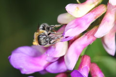 Hoplitis beijingensis