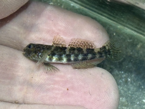 Eilandfranjegrondel (Bathygobius mystacium) — Gobiidae