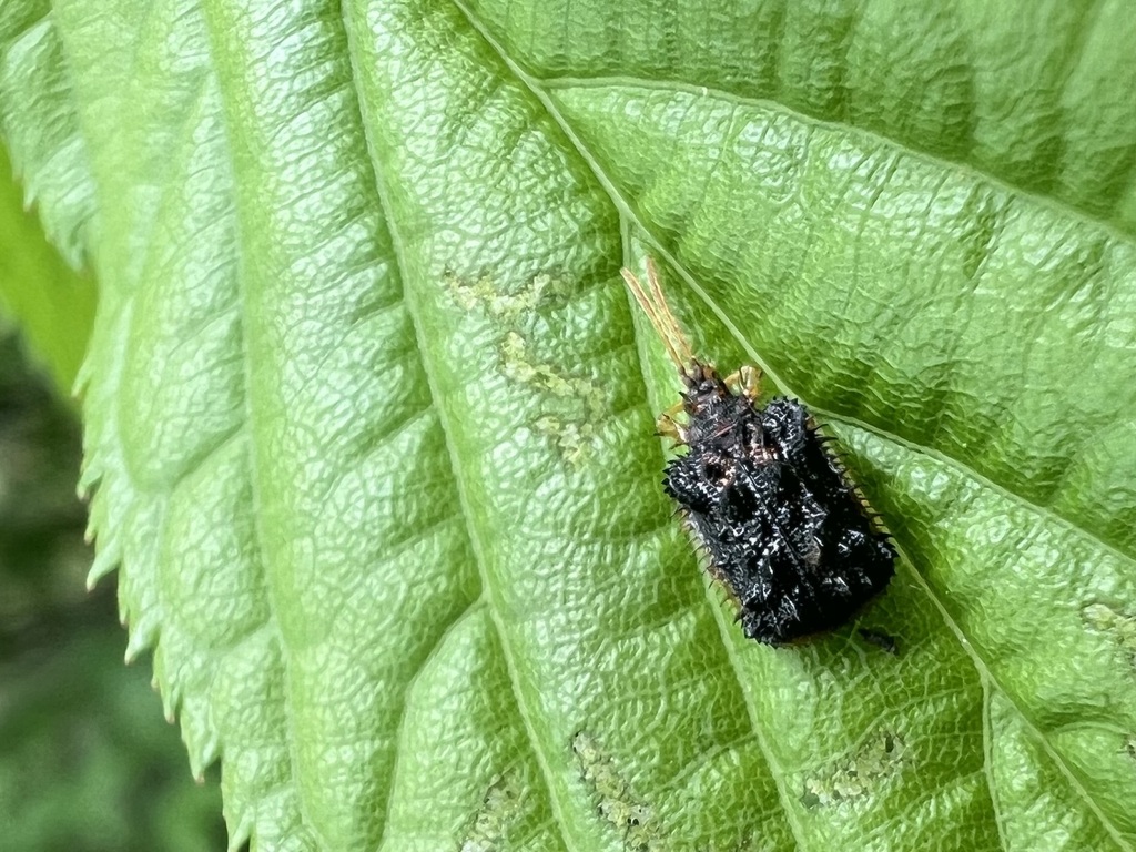 Dactylispa chujoi
