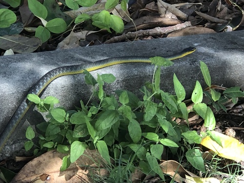 Common Tree Snake sighting