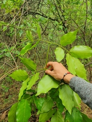 Platymiscium pinnatum
