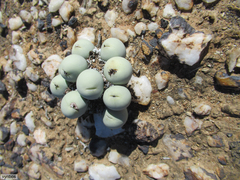 Conophytum calculus calculus