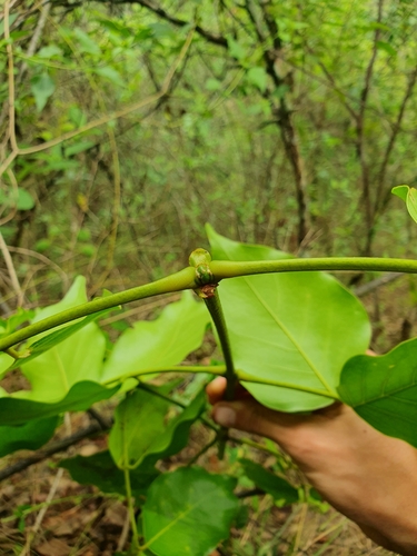 Platymiscium pinnatum, photograph 3