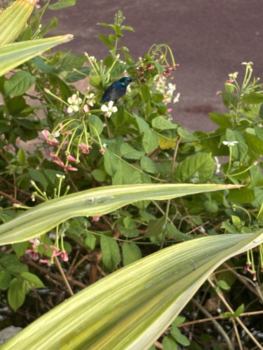 Purple Sunbird