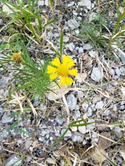 Helenium amarum amarum