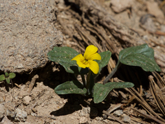 Viola purpurea integrifolia