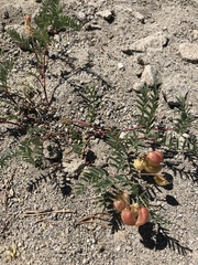 Astragalus bolanderi