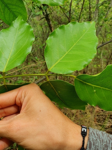 Platymiscium pinnatum, photograph 6