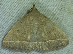 Zanclognatha marcidilinea