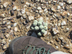 Conophytum calculus calculus