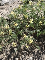 Astragalus bolanderi