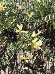 Astragalus bolanderi