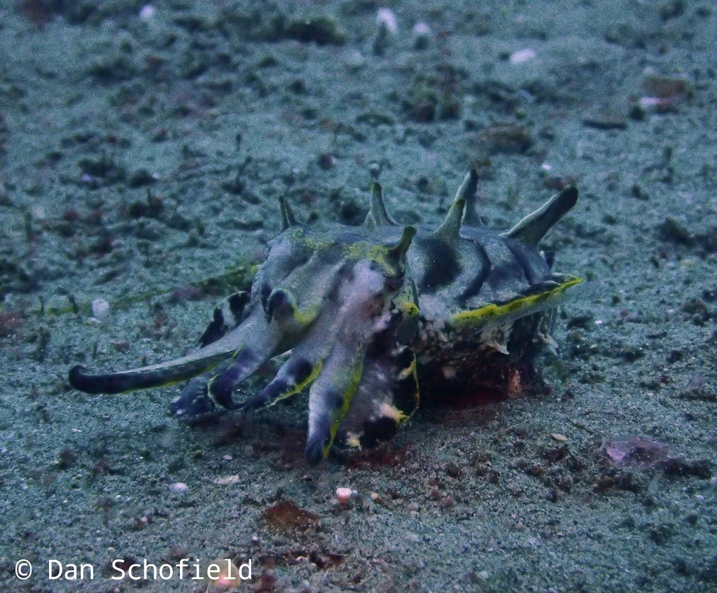 Flamboyant Cuttlefish
