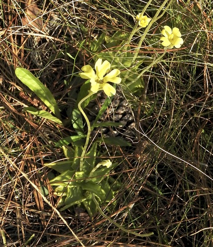 Image of Pinguicula lutea by (c) Laura Gaudette, some rights reserved (CC BY)