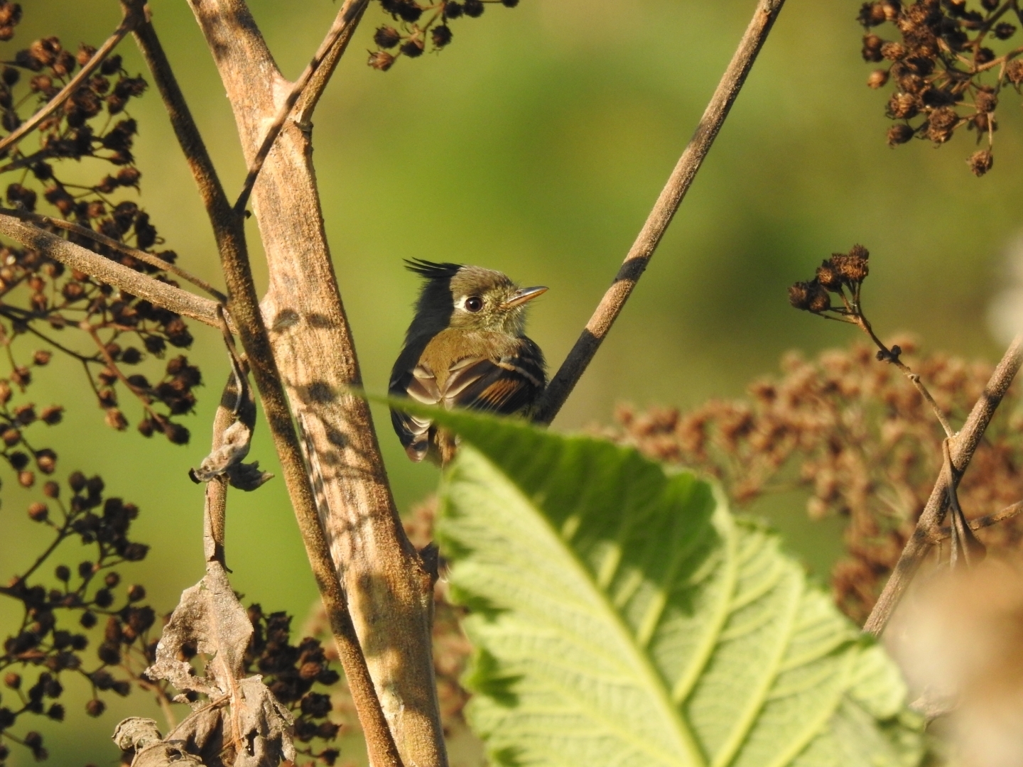 Belted Flycatcher (Xenotriccus callizonus), photo 1