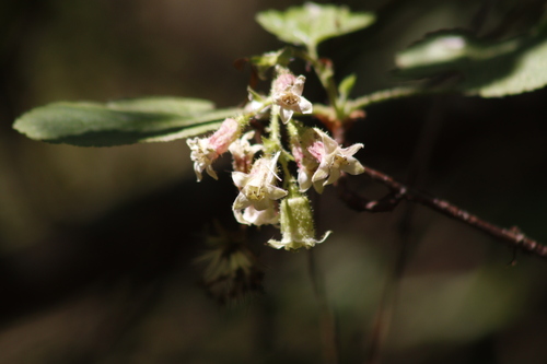 Ribes ciliatum