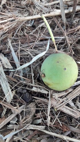 Oriental Fruit Fly photo 3