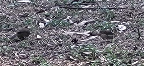 Prevost's Ground Sparrow (Melozone biarcuata), photo 10