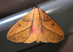 Syssphinx bisecta
