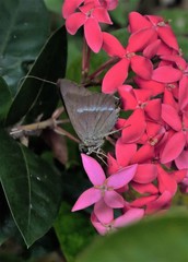 Hasora chromus chromus